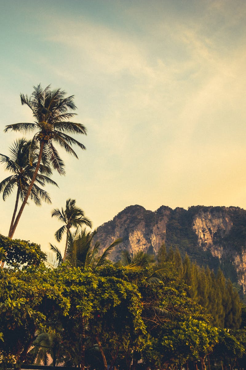 Scenic view of towering limestone cliffs and palm trees in Krabi, Thailand at sunset.