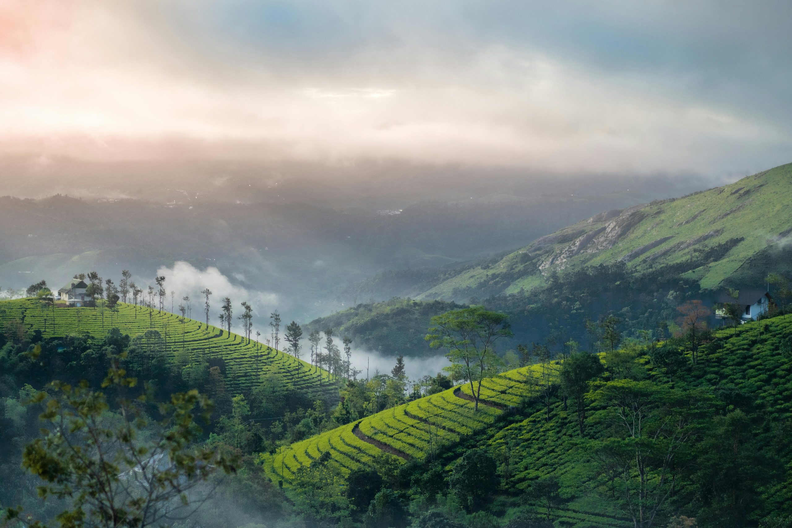 A breathtaking sunrise over the misty tea plantations of Vagamon, Kerala, India.
