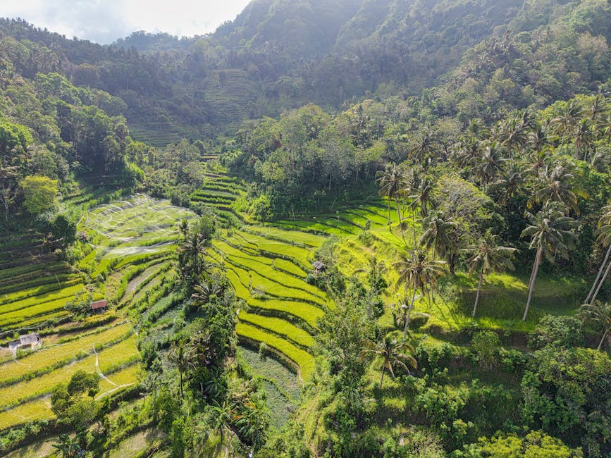Aerial view of vibrant rice terraces surrounded by tropical forest in Bali, Indonesia.